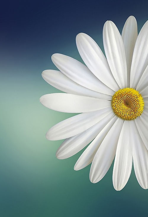 flor Flower